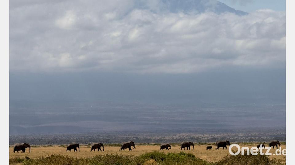 Tourismus ist für Kenia eine wichtige Einnahmequelle - und die Hoffnung auf die Sichtung von Elefanten vor dem Hintergrund des Kilimanjaro ein Anziehungspunkt für viele Safari-Touristen. (Archivbild) Bild: Eva Krafczyk/dpa