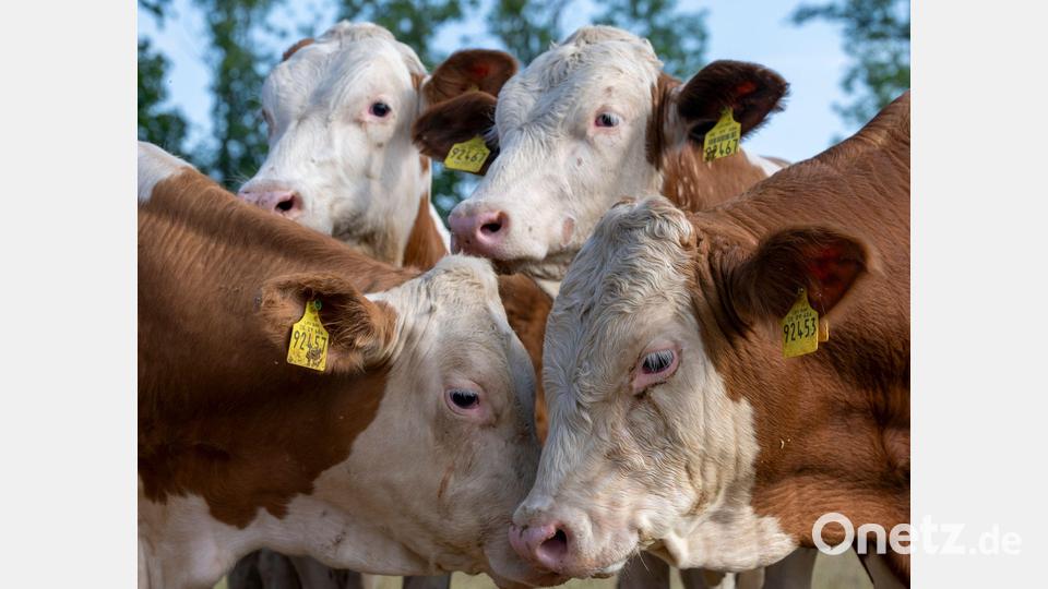 Noch haben die Ochsen gelbe Ohrmarken mit fünfstelligen Nummern - am Wiesn-Grill bekommen einige Namen. Bild: Peter Kneffel/dpa