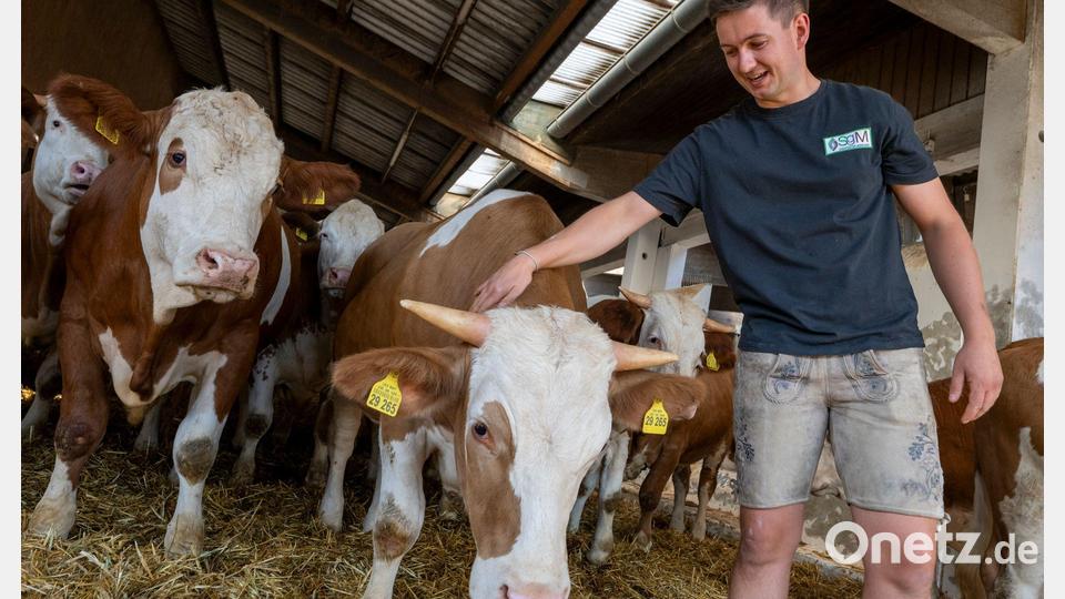 Johannes Attenberger, Bereichsleiter Ochsenmast, kennt seine Tiere ganz genau. Bild: Peter Kneffel/dpa