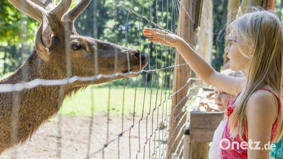 Du darfst die Tiere streicheln, aber das Füttern ist nicht erlaubt. Bild: Oberpfälzer Wald, Norbert Eimer