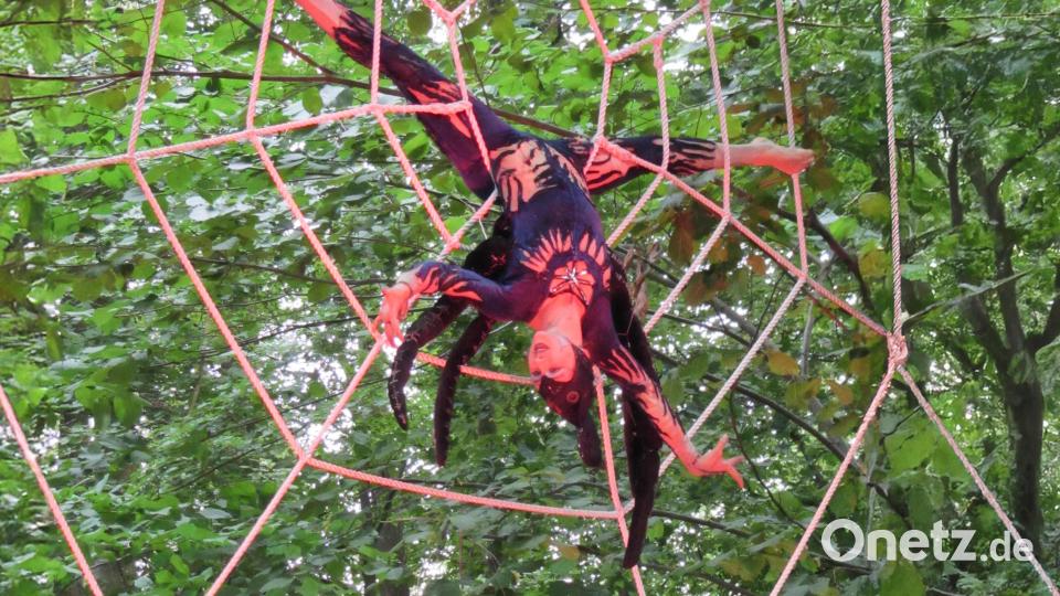Die Spinne Roxana in ihrem Netz. Bild: Henri Bibow