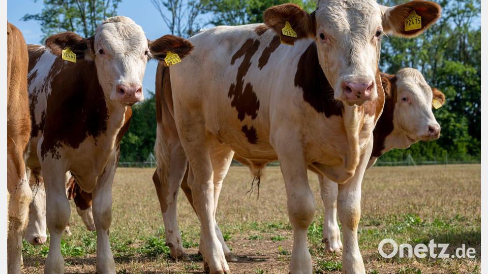 Die jungen Ochsen werden auf Gut Karlshof tiergerecht gehalten - bis sie auf dem Oktoberfest auf den Tellern hungriger Gäste landen. Bild: Peter Kneffel/dpa