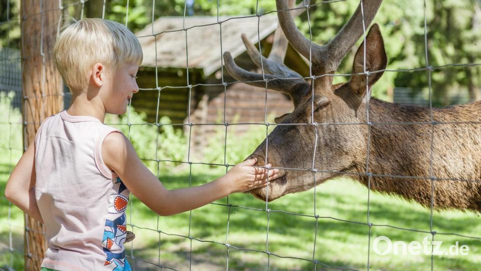 Das Damwild kommt oft ganz neugierig an den Zaun. Bild: Oberpfälzer Wald, Norbert Eimer