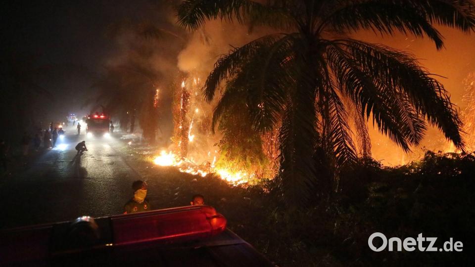 Während der Trockenzeit brechen auf Borneo immer wieder verheerende Feuer aus. Bild: Andri Rizky Agustian/AP/dpa