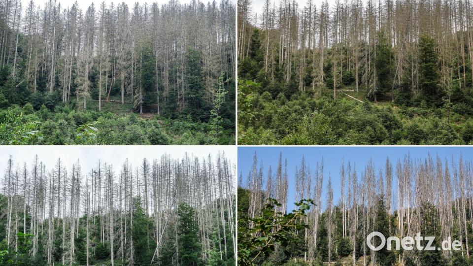 Zwischen abgestorbenen Fichten sind im Nationalpark Eifel junge Buchen zu sehen - im Jahr 2023 (oben links), 2024 (oben rechts), 2025 (unten links) und 2026 (unten rechts). Bild: Oliver Berg/dpa