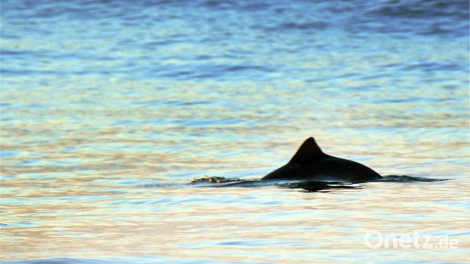 Immer wieder verenden Tiere wie Schweinswale in Fischernetzen. (Archivbild) Bild: Kay Nietfeld/dpa