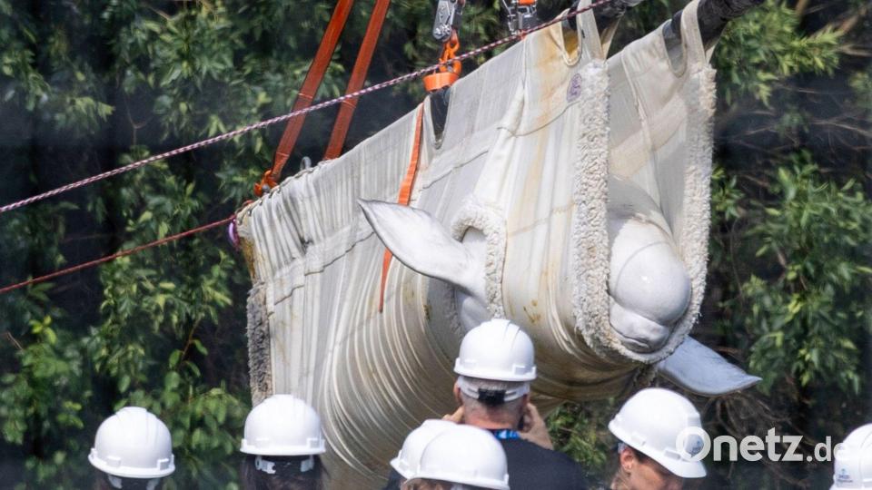 Mit aufwendigem Transport wurden die Tiere umgesiedelt. (Archivbild) Bild: Carlos Osorio/The Canadian Press via AP/dpa