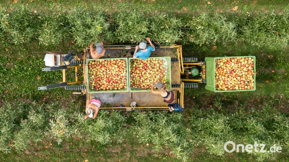 Die Bodensee-Region zählt zu den wichtigsten Anbaugebieten. Bild: Silas Stein/dpa