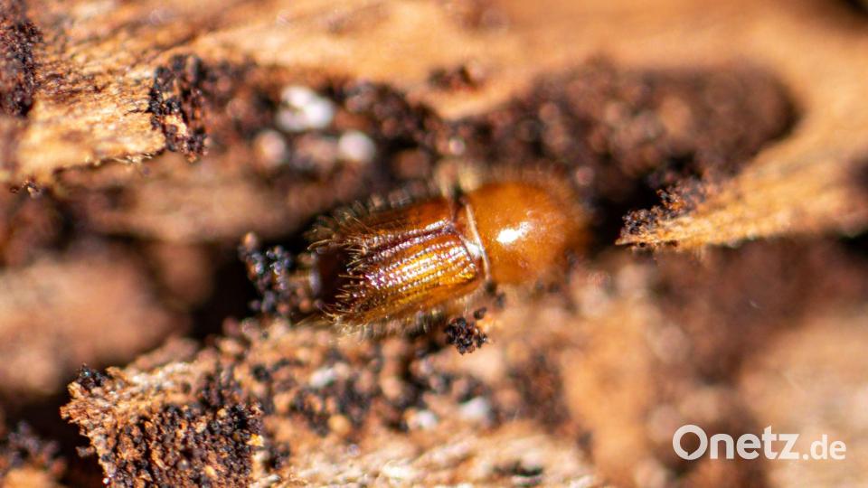 Die Borkenkäferschäden im Bayerischen Wald sind in diesem Sommer geringer ausgefallen als in früheren Jahren. (Archivbild) Bild: Armin Weigel/dpa