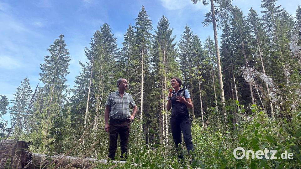 Der Borkenkäfer hat in diesem Sommer bisher weniger Schäden im Bayerischen Wald angerichtet als in früheren Jahren. Bild: Ute Wessels/dpa