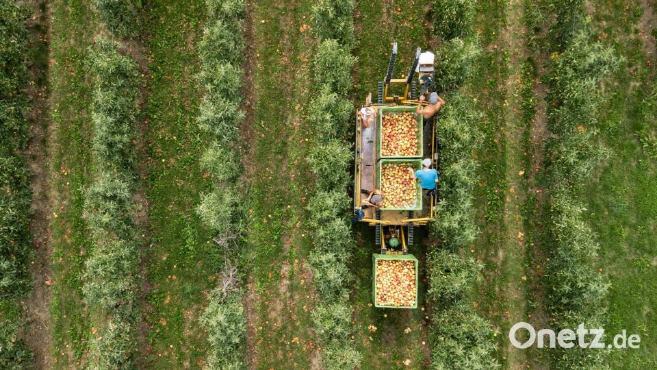 Die Obstbauern gehen von einer qualitativ sehr guten Ernte aus. Bild: Silas Stein/dpa