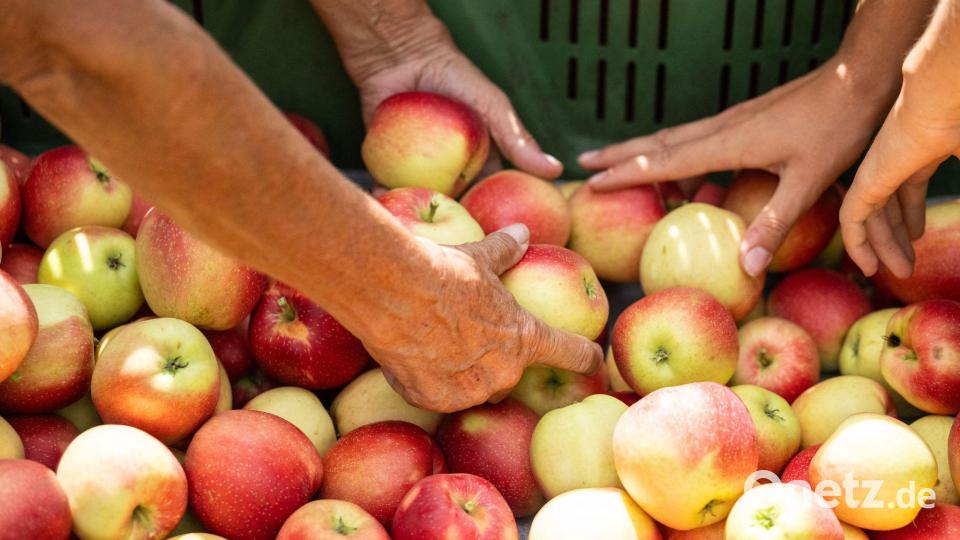 Die Ernte der Frühsorten läuft schon. Bild: Silas Stein/dpa