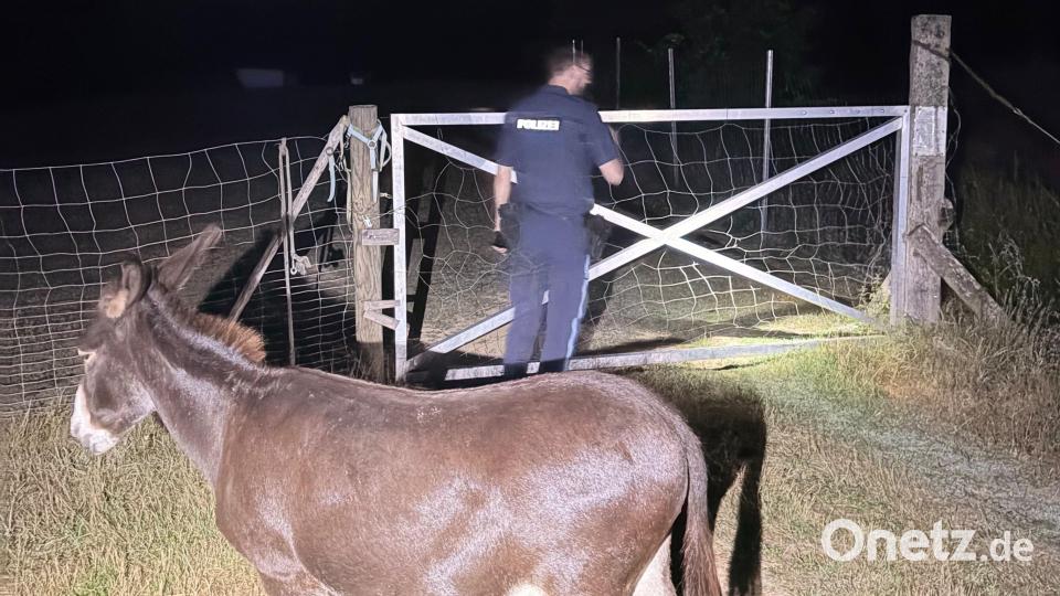 Zwei Esel sorgten in Bernhardswald für einen nächtlichen Polizeieinsatz. Die Tiere kehrten selbstständig zum Tor zurück, bevor die Polizei eintraf. Bild: Polizeiinspektion Regenstauf/jw
