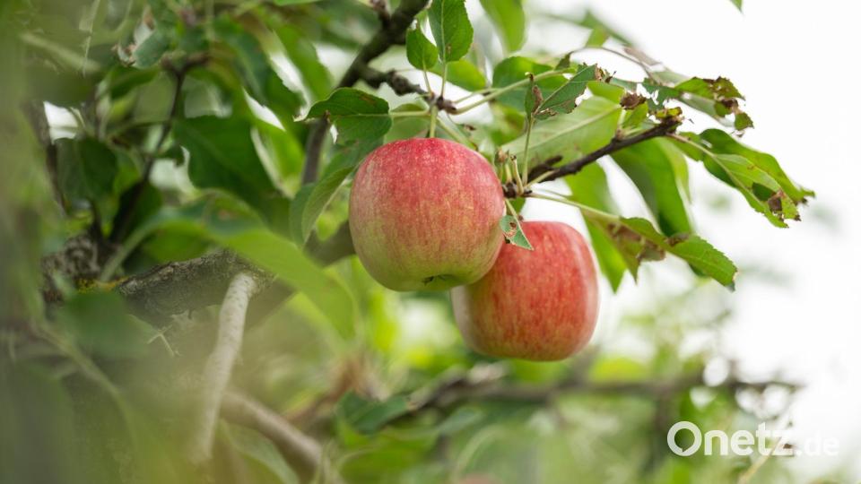Die Äpfel dürften so süß werden wie selten zuvor. Bild: Silas Stein/dpa