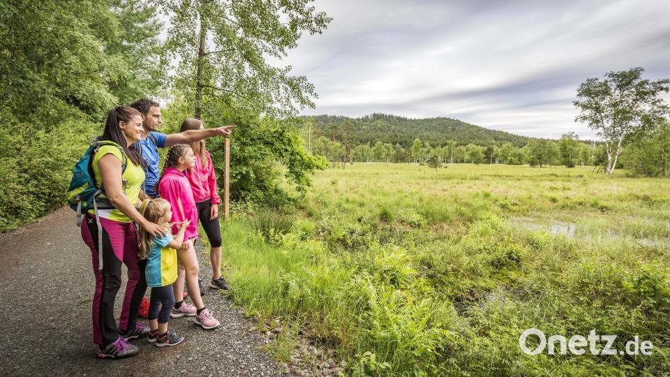 Seit 1987 steht das Moor hier unter Naturschutz, hier leben viele seltene Pflanzen- und Tierarten. Bild: Oberpfälzer Wald, Thomas Kujat