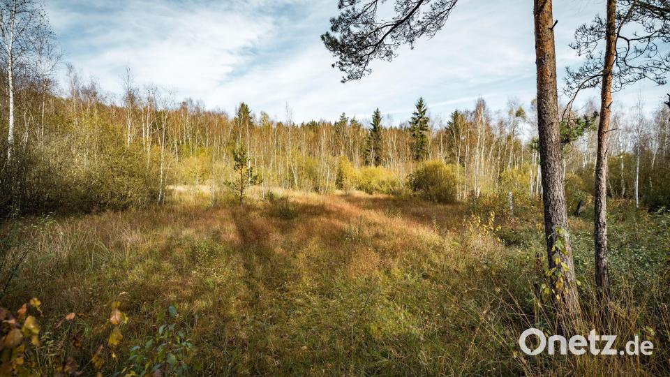 Auf dem Lehrpfad gibt es viele Naturwunder zu entdecken. Bild: Oberpfälzer Wald, Thomas Kujat