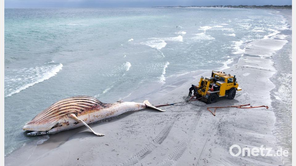 Der tote Wal wird an Land der dänischen Insel Anholt gezogen. (Archivbild) Bild: Marcus Golejewski/dpa