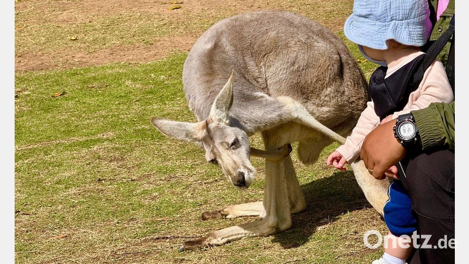Im Australia Zoo können Besucher der australischen Tierwelt ganz nah kommen. Bild: Carola Frentzen/dpa