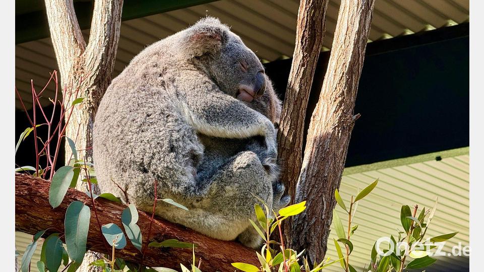 Die Irwins leiten auch ein Schutzgebiet für Koalas, eine der bekanntesten Tierarten Australiens. Bild: Carola Frentzen/dpa