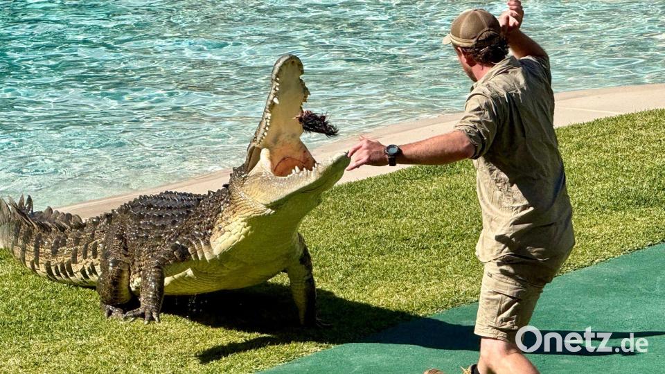 Heute führen Ranger die berühmte Krokodilshow im Australia Zoo vor - und geben Tipps zum Umgang mit den Reptilien. Bild: Carola Frentzen/dpa