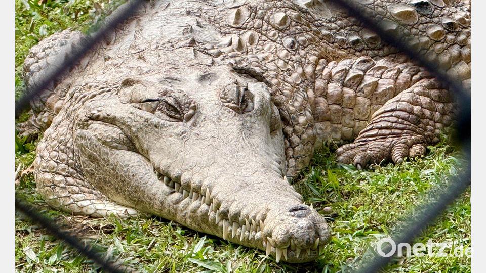 Krokodile: Wohl niemand hat sie so berühmt gemacht wie „Crocodile Hunter“ Steve Irwin. Bild: Carola Frentzen/dpa
