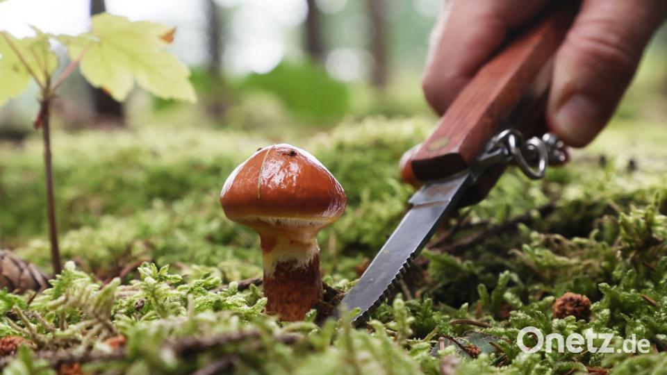Ein Gold-Röhrling wird von einer Frau mit einem Pilzmesser abgeschnitten. (Archivbild) Bild: Bodo Schackow/dpa