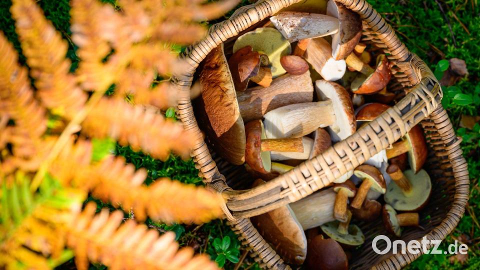 Ein Korb prall gefüllt mit Pilzen – damit können Sammler in Bayern derzeit nicht rechnen: Nach dem trockenen Sommer fällt sie Ausbeute vielfach mau aus. (Archivbild) Bild: Patrick Pleul/dpa