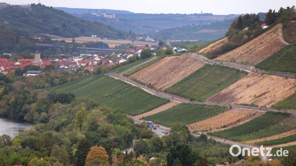 Viele Winzer geben ihre Flächen aus wirtschaftlichen Gründen auf. (Archivbild) Bild: Karl-Josef Hildenbrand/dpa