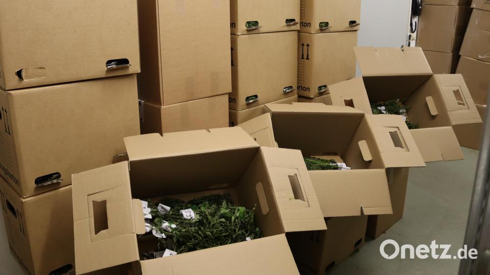 Die 2312 sichergestellten Cannabispflanzen – abgeschnitten und in Kartons gelagert. Bild: Hauptzollamt Regensburg