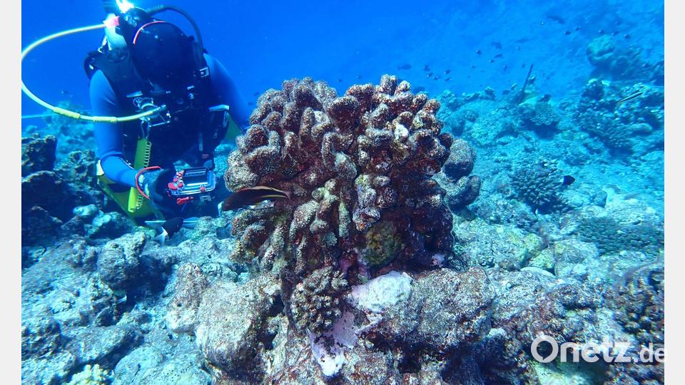 Für die globale Bestandsaufnahme wurden mehr als 21 Millionen Beobachtungen von mehr als 36.800 Riff-Standorten ausgewertet. Bild: James Gilmour/AIMS (Australian Institute of Marine Science)/dpa