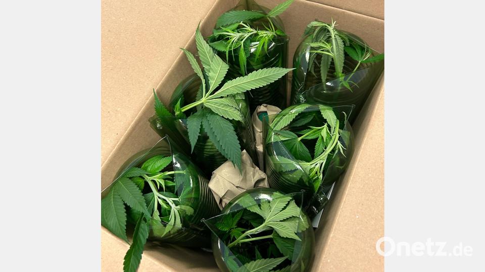 Cannabissetzlinge in einem Versandkarton. Symbolbild: Hauptzollamt Regensburg
