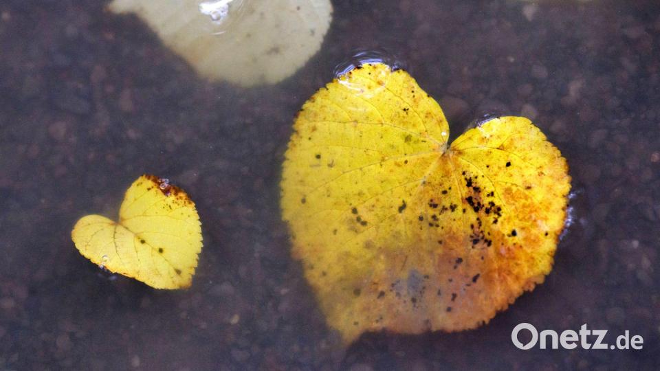 Herbstlich verfärbte Blätter in Herzform liegen in einer Pfütze. Bild: Julian Stratenschulte/dpa