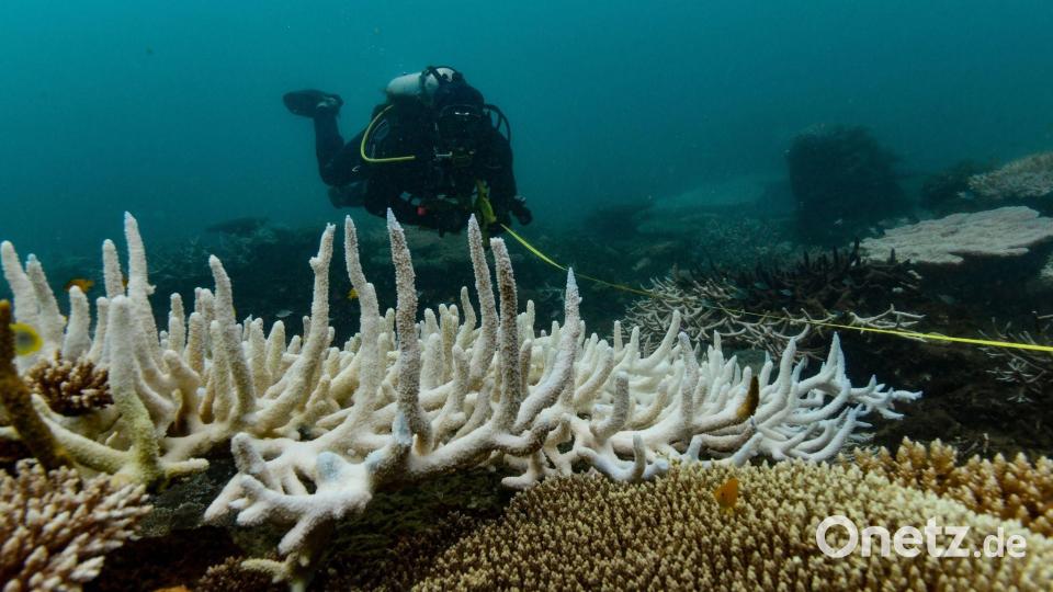 Korallenriffe weltweit geraten zunehmend unter Druck. Bild: Grace Frank/AIMS (Australian Institute of Marine Science)/dpa