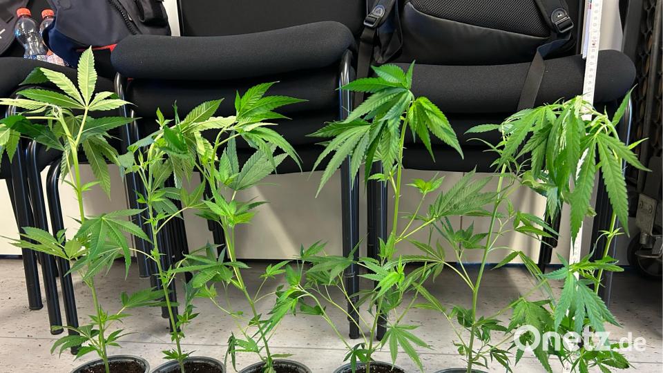 Mehrere sichergestellte Cannabissetzlinge. Bild: Hauptzollamt Regensburg