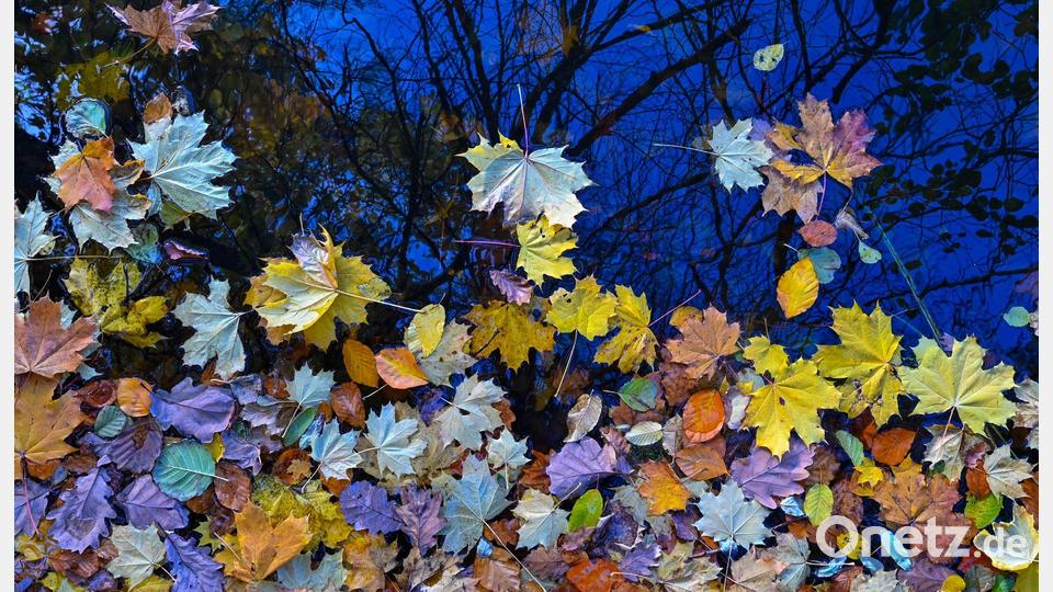 Im Herbst zeigt sich die Natur bunt Bild: Patrick Pleul/dpa