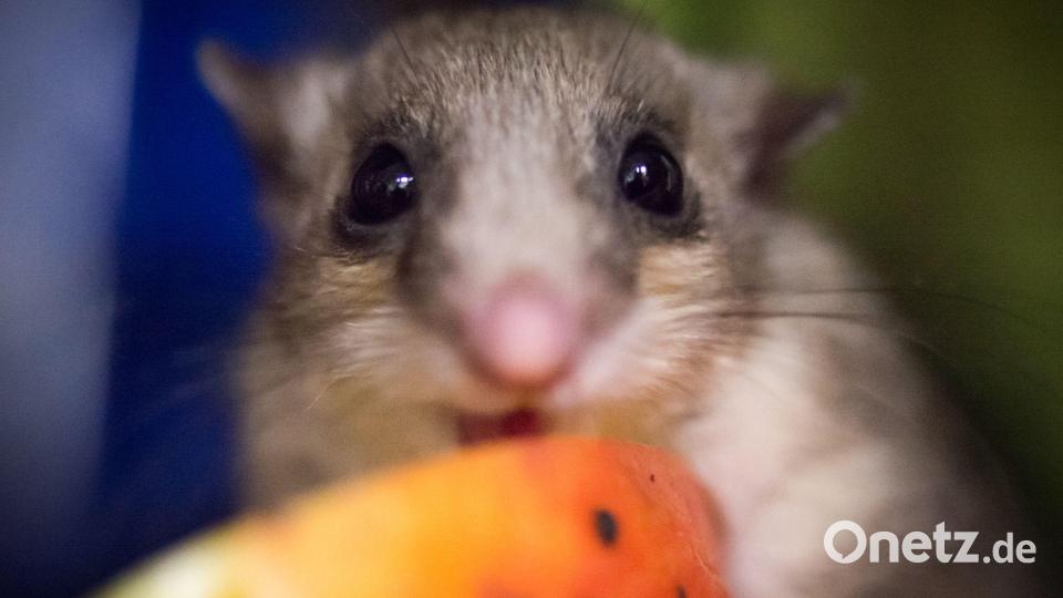 Hunger? In Bayreuth hatte das Tierchen schon die Tür angenagt. (Archivbild) Bild: Alexander Heinl/dpa