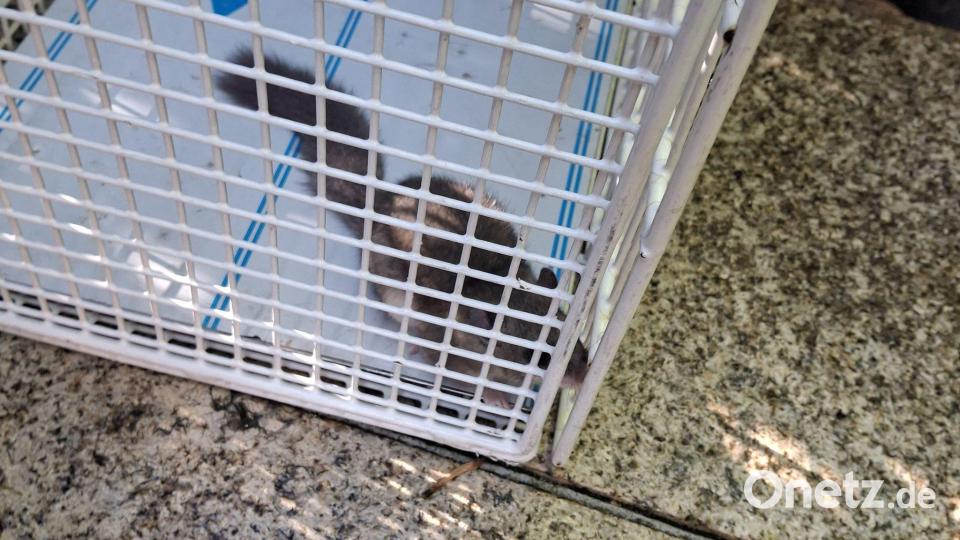 Zwei Einsatzkräfte fingen den Nager ein und setzten ihn wieder in der Natur aus. Bild: -/Feuerwehr Laineck/dpa