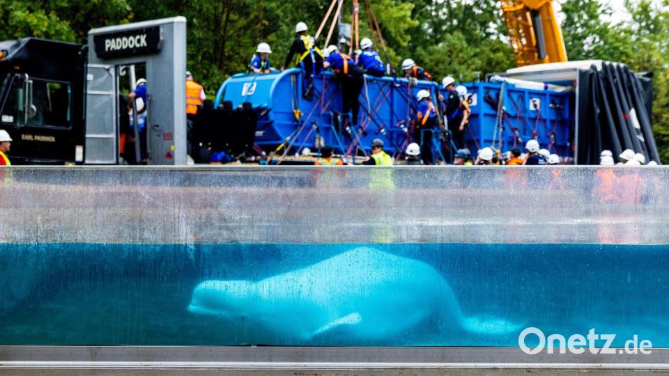 Ein Beluga-Wal schwimmt in einem Becken im Marineland. Bild: Carlos Osorio/The Canadian Press/dpa