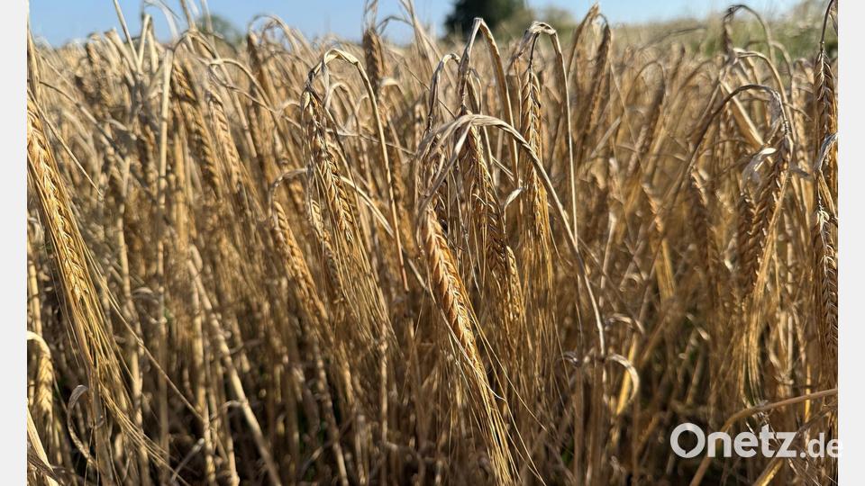 Die Anbaufläche für Sommergerste hat in Bayern ein Tief erreicht. (Symbolbild) Bild: Kathrin Zeilmann/dpa