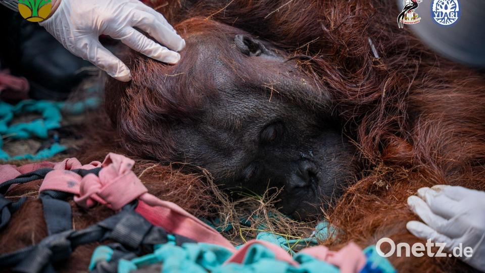 Das Orang-Utan-Männchen starb wahrscheinlich infolge der Waldbrände. Bild: -/Yayasan Inisiasi Alam Rehabilitasi Indonesia (YIARI)/dpa