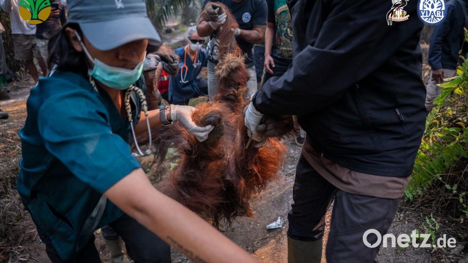 Sampurna war am Sonntag zunächst völlig geschwächt entdeckt worden - und starb später offenbar wegen Atemwegsproblemen. Bild: -/Yayasan Inisiasi Alam Rehabilitasi Indonesia (YIARI)/dpa