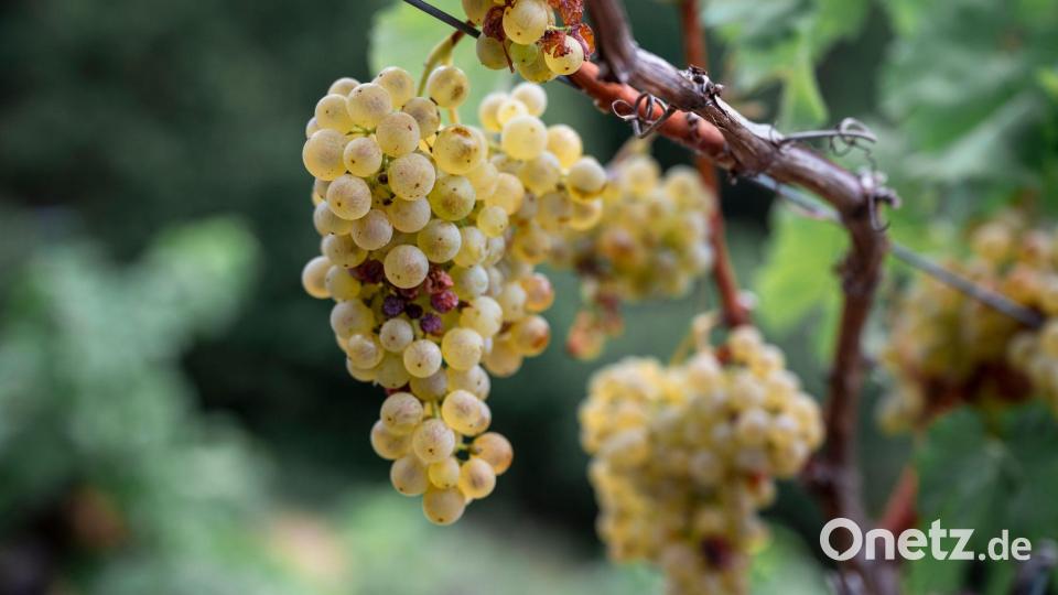 Franken ist laut dem Verband mit gut 6.200 Hektar Rebfläche das größte Weinanbaugebiet in Bayern. Bild: Daniel Vogl/dpa