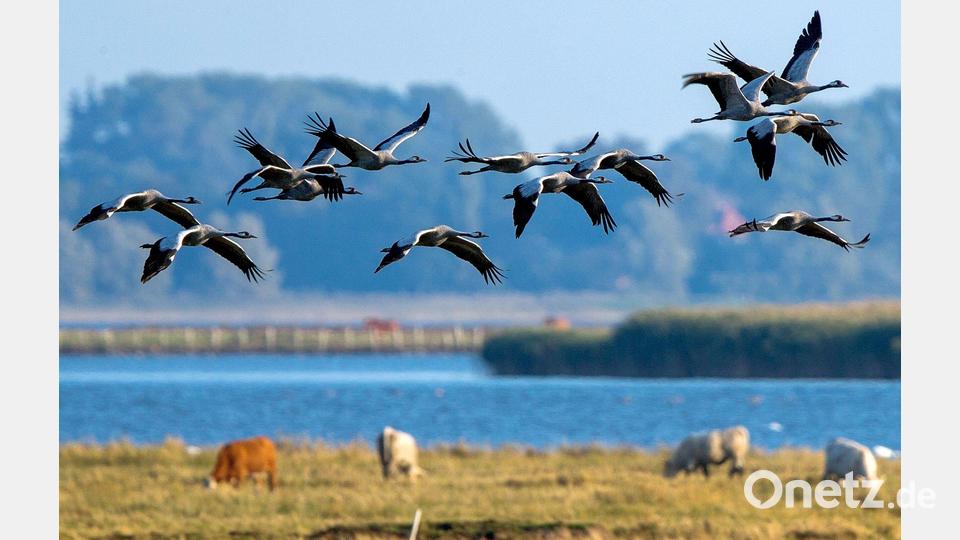 Kraniche auf der Halbinsel Fischland-Darß (Archivbild) Bild: Jens Büttner/dpa/dpa-tmn