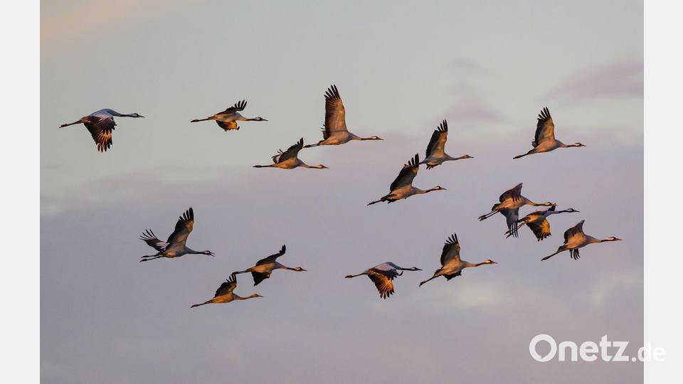 Kraniche fliegen zum Sonnenaufgang über dem Naturpark Niederlausitzer Landrücken. (Archivbild) Bild: Patrick Pleul/dpa