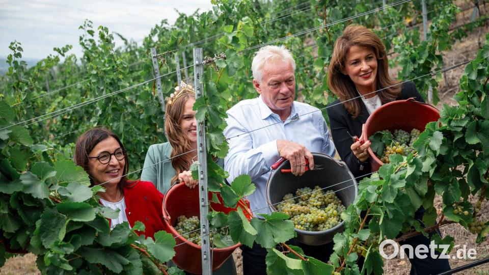 Bundeslandwirtschaftsminister Alois Rainer und seine bayerische Kollegin Michaela Kaniber (beide CSU) ernteten symbolisch die ersten Trauben. Bild: Daniel Vogl/dpa