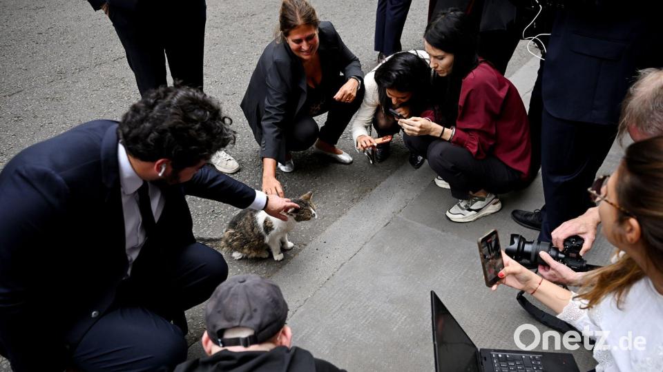 London: Chef-Mäusefänger im Rampenlicht – Journalisten knuddeln Kater Larry nach Macron-Burnham-Treffen Bild: Leon Neal/PA Wire/dpa