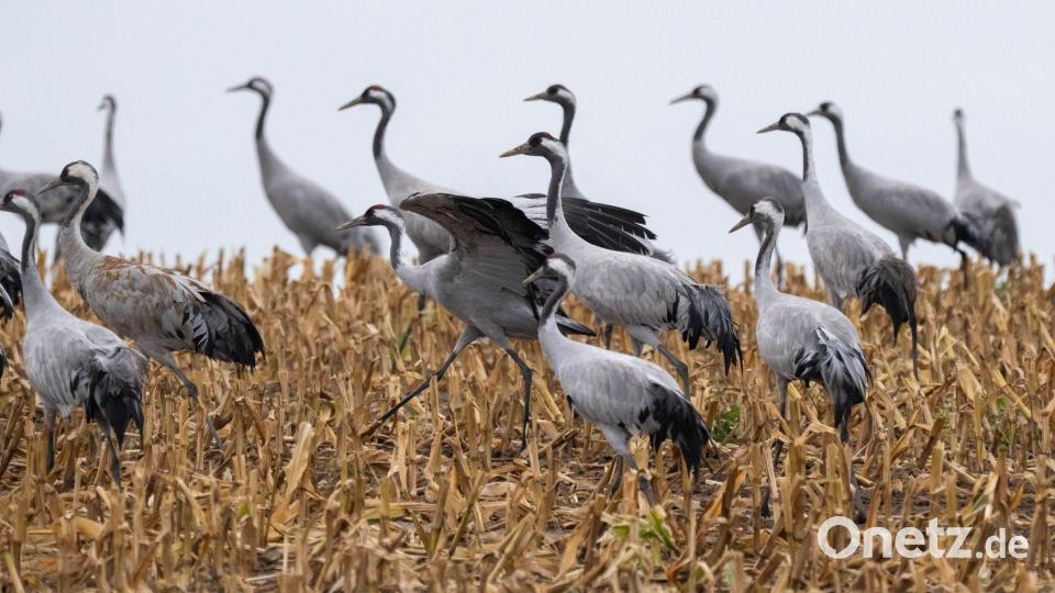 Kraniche sind bei der Suche nach Futter. (Archivbild) Bild: Stefan Sauer/dpa