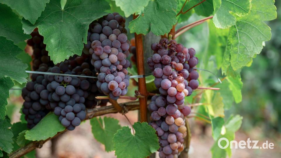 Die Weinlese startet in diesem Jahr außergewöhnlich früh. Bild: Daniel Vogl/dpa