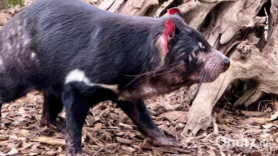 Experten haben Angst, dass die Krankheit auch die einzigartige Tierwelt Australiens betreffen könnte, wie Tasmanische Teufel. Bild: Carola Frentzen/dpa