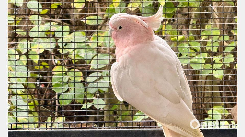Im Lone Pine Koala Sanctuary leben die meisten Vögel in Volieren, wie dieser Inka-Kakadu. Bild: Carola Frentzen/dpa